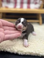 Freyas chocolate male full AKC , a male Chihuahua for sale in Cullowhee, NC – 6 of 10
