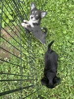 Freyas female full AKC , a female Chihuahua for sale in Cullowhee, NC – 10 of 10