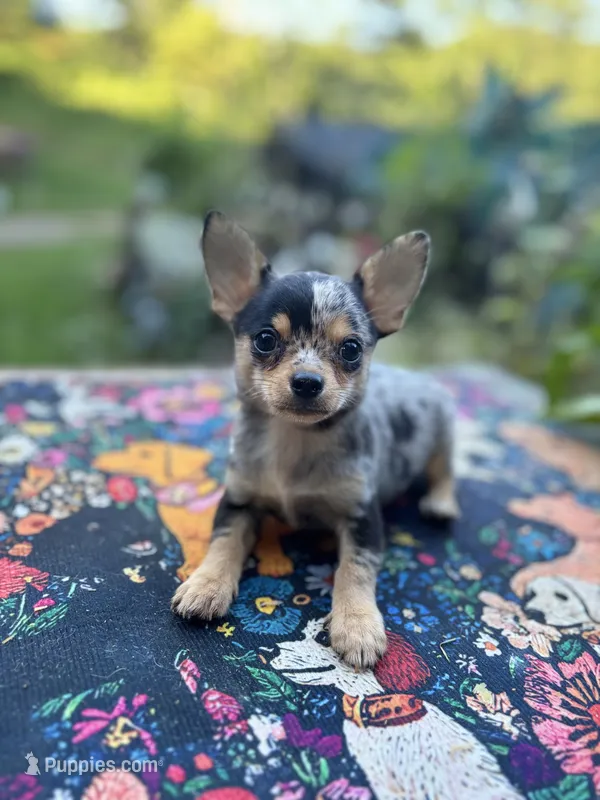 Ravens male full AKC  – Chihuahua puppy for sale in Cullowhee, NC
