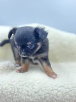 Full AKC teacup Male , a male Chihuahua for sale in Cullowhee, NC – 4 of 10