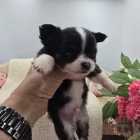 Full AKC Jack Male , a male Chihuahua for sale in Cullowhee, NC – 4 of 10