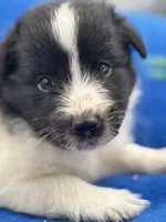 Lucy’s male full AKC color head , a male Shetland Sheepdog for sale in Cullowhee, NC – 7 of 10