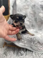 Tri male short coat , a male Chihuahua for sale in Cullowhee, NC – 4 of 10