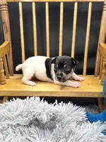 Topanga Female full AKC , a female Toy Fox Terrier for sale in Cullowhee, NC – 10 of 10