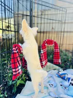 Full AKC Snowy Hidden Merle male, a male Chihuahua for sale in Cullowhee, NC – 6 of 10