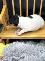 Topanga Female full AKC , a female Toy Fox Terrier for sale in Cullowhee, NC – 4 of 10