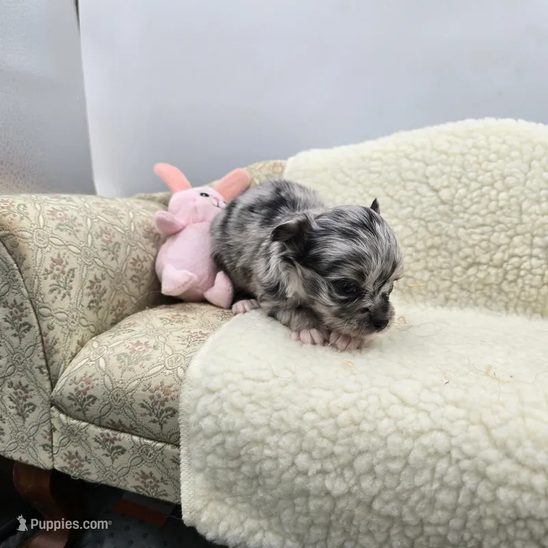 Full AKC Juliette Male # 2 – Chihuahua puppy for sale in Cullowhee, NC