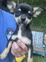 Caroline m1, a male Chihuahua for sale in Cullowhee, NC – 6 of 10