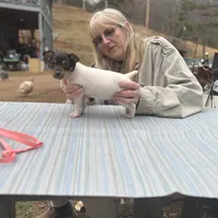 Tila male2 full AKC, a male Toy Fox Terrier for sale in Cullowhee, NC – Photo 8 of 10