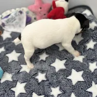 Tila male2 full AKC, a male Toy Fox Terrier for sale in Cullowhee, NC – Photo 6 of 10