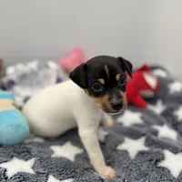 Tila male2 full AKC, a male Toy Fox Terrier for sale in Cullowhee, NC – Photo 3 of 10