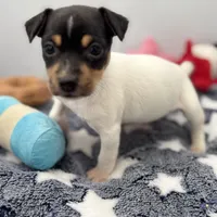 Tila male2 full AKC, a male Toy Fox Terrier for sale in Cullowhee, NC – Photo 1 of 10