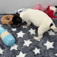 Tila male2 full AKC, a male Toy Fox Terrier for sale in Cullowhee, NC – Photo 10 of 10