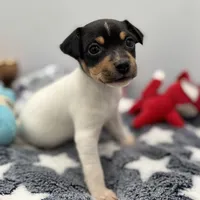 Tila male2 full AKC, a male Toy Fox Terrier for sale in Cullowhee, NC – Photo 2 of 10