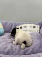 processed/16dbfd18-c7ab-4292-a994-64ff92b9ab60/listing/bae6b4d4-0e3a-4d65-9c2c-95859524efa1/936d85f0-0c37-4113-a043-423976b05bed