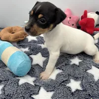 Tila male2 full AKC, a male Toy Fox Terrier for sale in Cullowhee, NC – Photo 9 of 10