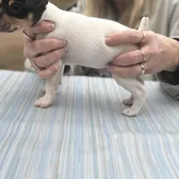Tila male2 full AKC, a male Toy Fox Terrier for sale in Cullowhee, NC – Photo 7 of 10