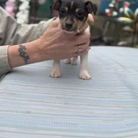 Tila male2 full AKC, a male Toy Fox Terrier for sale in Cullowhee, NC – Photo 4 of 10