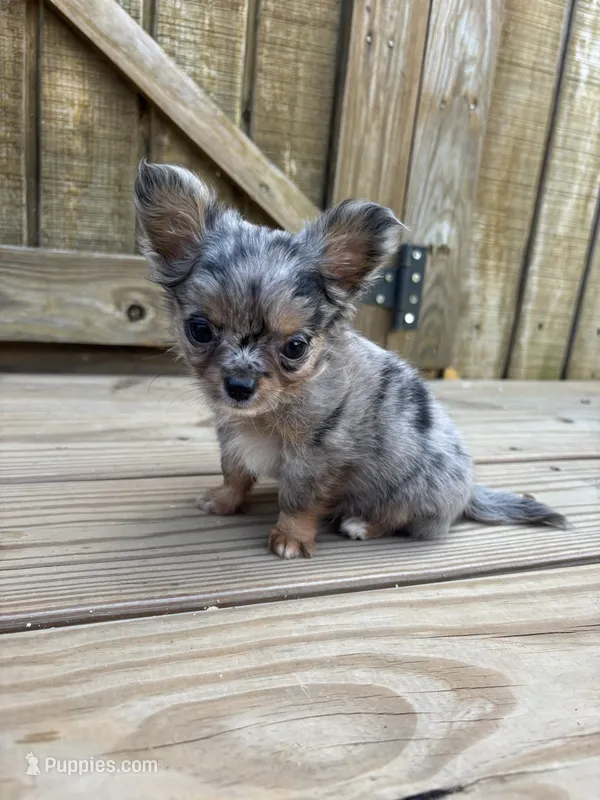 Jewels  – Chihuahua puppy for sale in Cullowhee, NC