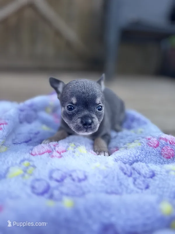 Blue tri full AKC  – Chihuahua puppy for sale in Cullowhee, NC