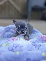 Blue tri full AKC , a female Chihuahua for sale in Cullowhee, NC – 1 of 10