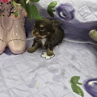 Full Akc Dixie chocolate and tan long coat, a male Chihuahua for sale in Cullowhee, NC – 8 of 10
