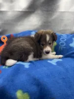 Full AKC Zina M 4, a male Shetland Sheepdog for sale in Cullowhee, NC – 5 of 10