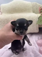 Caroline F1 AKC , a female Chihuahua for sale in Cullowhee, NC – 3 of 10