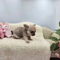 Full AKC Summer Male 1, a male Chihuahua for sale in Cullowhee, NC – 5 of 10
