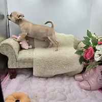 Full AKC Summer Male 1, a male Chihuahua for sale in Cullowhee, NC – 5 of 10
