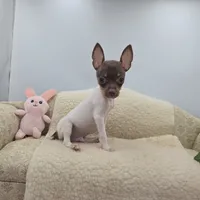 Cupcake tiny chocolate male, a male Toy Fox Terrier for sale in Cullowhee, NC – 3 of 10