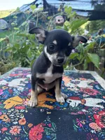 Caroline m1, a male Chihuahua for sale in Cullowhee, NC – 5 of 10