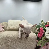 Full AKC Joey hidden merle male, a male Chihuahua for sale in Cullowhee, NC – 3 of 10
