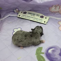 Juliette's Blue Merle female full AKC, a female Chihuahua for sale in Cullowhee, NC – 7 of 10