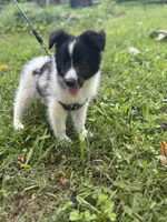 Lucy’s male full AKC color head , a male Shetland Sheepdog for sale in Cullowhee, NC – 6 of 10