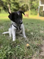 Lucy male #2 full AKC , a male Shetland Sheepdog for sale in Cullowhee, NC – 9 of 10