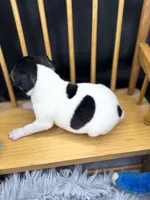 Topanga Male 1 , a male Toy Fox Terrier for sale in Cullowhee, NC – 3 of 10