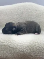 Full AKC Summer female, a female Chihuahua for sale in Cullowhee, NC – 4 of 10