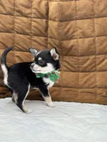 Cuties male full AKC, a male Chihuahua for sale in Cullowhee, NC – Photo 10 of 10