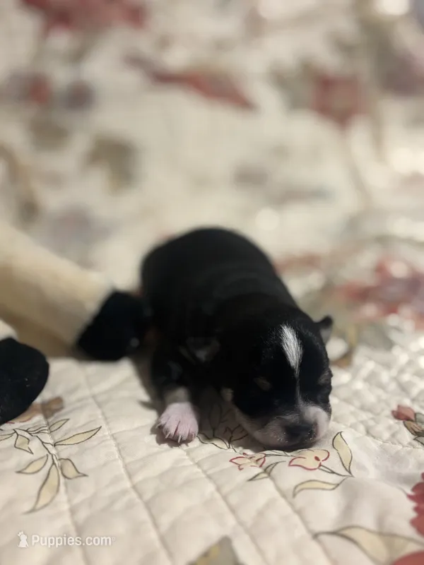 Cuties male full AKC