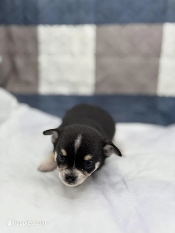 Cuties male full AKC