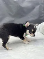 Cuties male full AKC, a male Chihuahua for sale in Cullowhee, NC – Photo 3 of 10