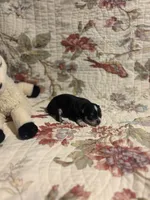 processed/16dbfd18-c7ab-4292-a994-64ff92b9ab60/listing/be437fa6-329c-4605-924f-78a671eec297/902001ae-6e90-4712-8a16-30dbae59d275