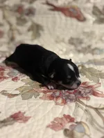 processed/16dbfd18-c7ab-4292-a994-64ff92b9ab60/listing/be437fa6-329c-4605-924f-78a671eec297/9ff9692e-f621-4529-bd65-b1d9cb4c7c98