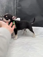 Cuties male full AKC, a male Chihuahua for sale in Cullowhee, NC – Photo 6 of 10