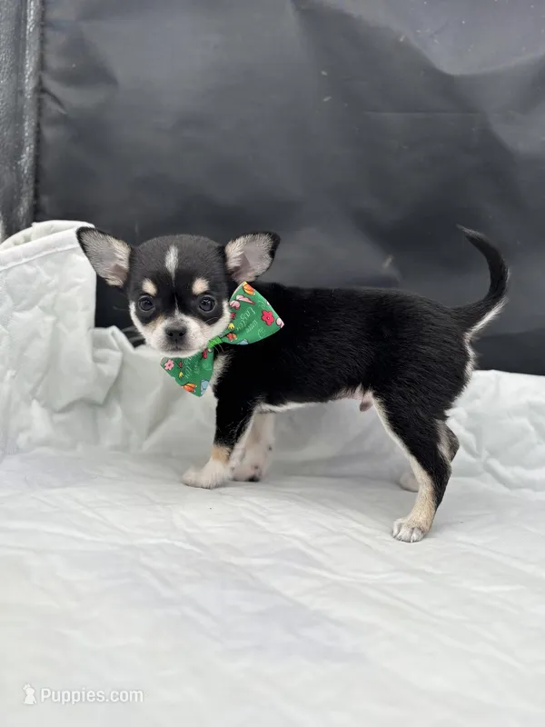 Cuties male full AKC – Chihuahua puppy for sale in Cullowhee, NC