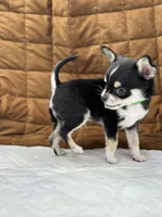 Cuties male full AKC, a male Chihuahua for sale in Cullowhee, NC – Photo 7 of 10