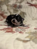 processed/16dbfd18-c7ab-4292-a994-64ff92b9ab60/listing/be437fa6-329c-4605-924f-78a671eec297/ec0c159a-ab22-4c22-b0e7-c6be0c062ef2