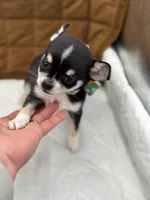 Cuties male full AKC, a male Chihuahua for sale in Cullowhee, NC – Photo 5 of 10