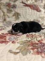 processed/16dbfd18-c7ab-4292-a994-64ff92b9ab60/listing/be437fa6-329c-4605-924f-78a671eec297/ef267158-aa95-4168-a0b1-03cea7d0b06e